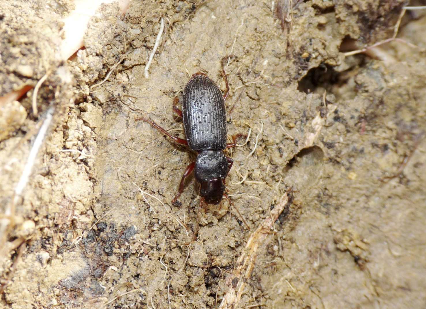 Scybalicus oblongiusculus